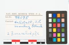 Foto von Bronzeknopf (NHMW-PRAE-078075)